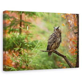 Tablou canvas - Bufnita Euroasiatica, Padure, Salbatic, Natura, 40 x 60 cm Tablou canvas - Bufnita Euroasiatica, Padure, Salbatic, Natura, 40 x 60 cm