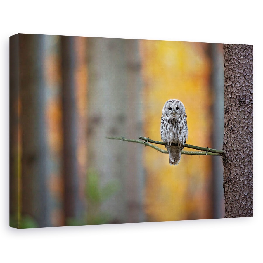 Tablou canvas - Bufnita Tawny, Copac, Ramura, Padure, Padure, 80x120 cm