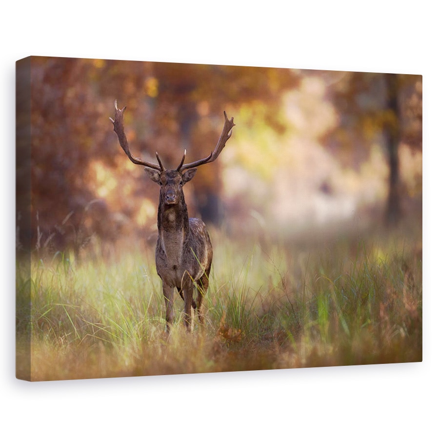 Tablou canvas - Pozand, Salbatic, Cerb, Caprioara, Padure, 40 x 60 cm