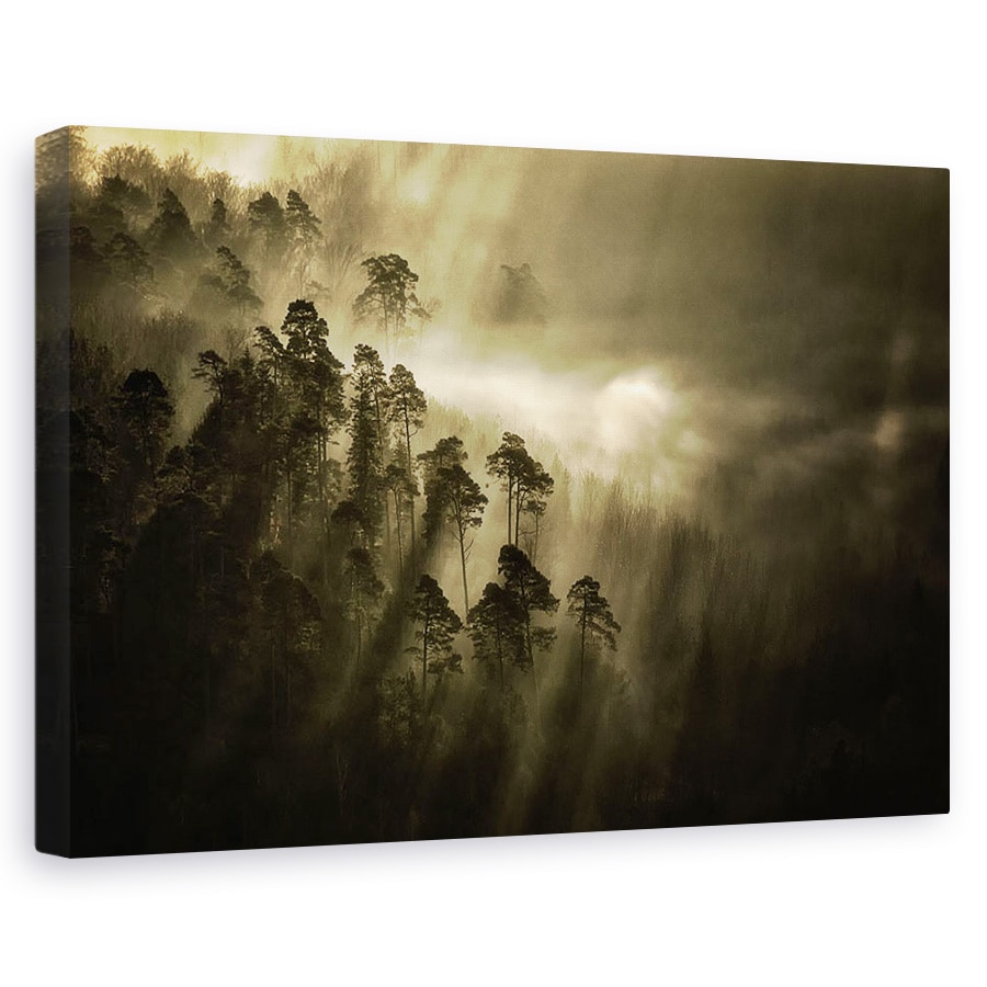 Tablou canvas - Atmosfera, Tonifiat, Monocolor, Padure, Raze De Lumina, 20 x 30 cm