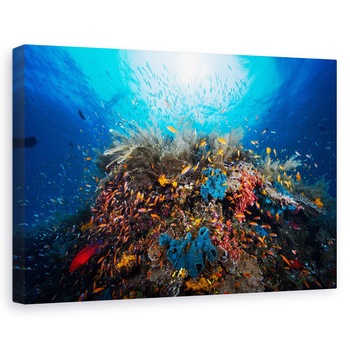 Tablou canvas - Apnee, Sub Apa, Laguna, Recif, Ocean, Mare, 80x120 cm Tablou canvas - Apnee, Sub Apa, Laguna, Recif, Ocean, Mare, 80x120 cm
