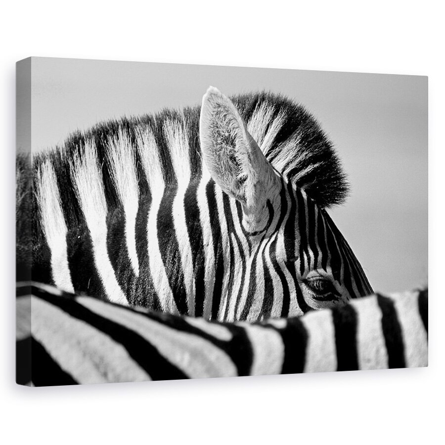 Tablou canvas - Zebra Curioasa, Etosha, Salbatic, Natura, 20 x 30 cm