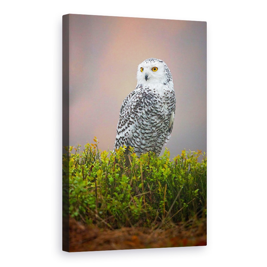 Tablou canvas - Bufnita De Zapada, Pasare, Salbatic, 40 x 60 cm