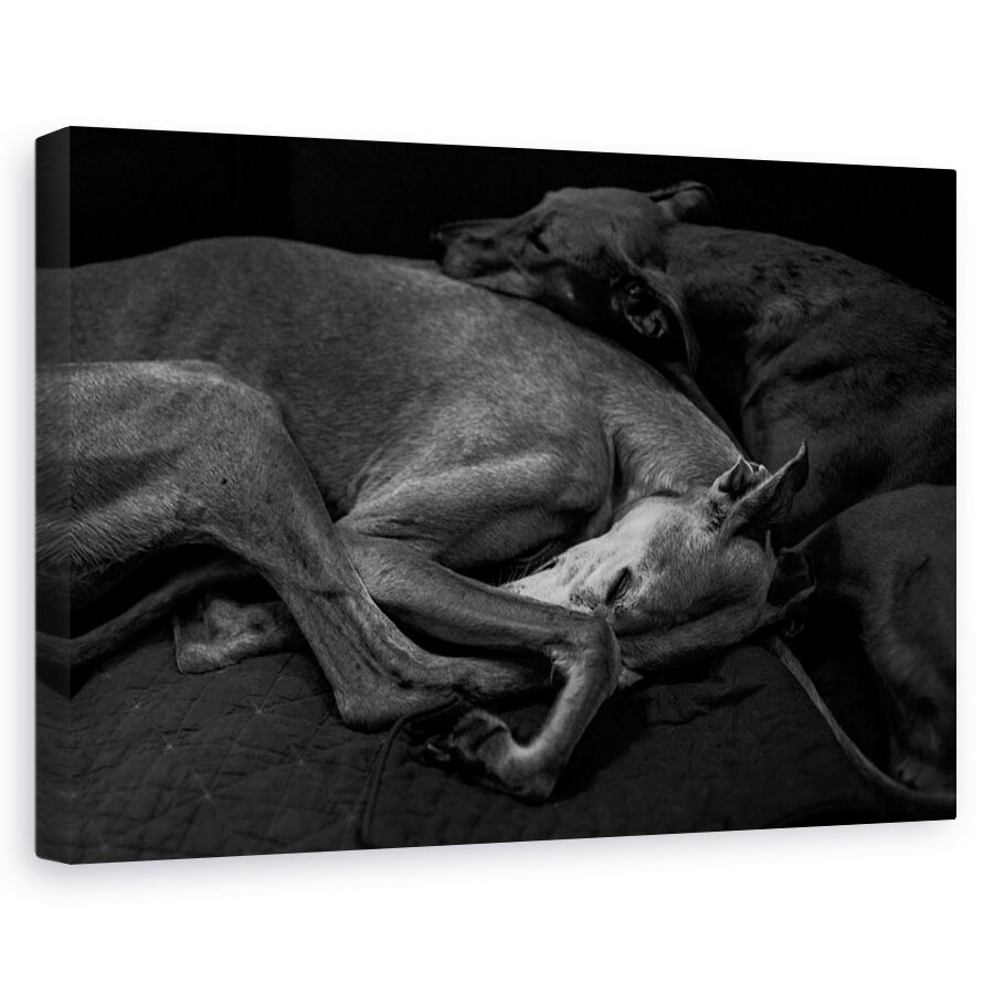 Tablou canvas - Doua, Caini, Galgo, Dormind, 20 x 30 cm