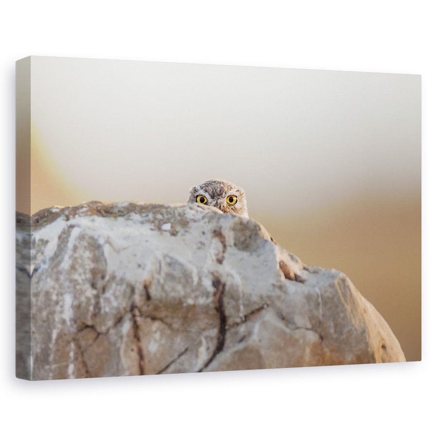 Tablou canvas - Bufnita Mica, Ochi, Privind, 80x120 cm