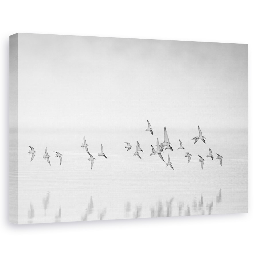 Tablou canvas - Prin Goliciune, Punct, Punct, Apa, Pasare, 80x120 cm