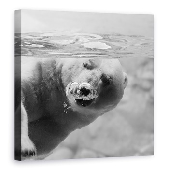 Tablou canvas - Bule, Australia, Urs Polar, Sub Apa, Balon, 80 x 80 cm Tablou canvas - Bule, Australia, Urs Polar, Sub Apa, Balon, 80 x 80 cm