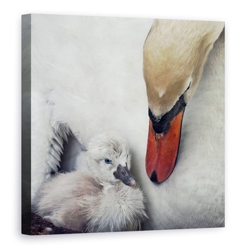Tablou canvas - Aproape De Tine, Lebada, Cygnet, Ingrijire, Tanar, Cuibarit, 80 x 80 cm Tablou canvas - Aproape De Tine, Lebada, Cygnet, Ingrijire, Tanar, Cuibarit, 80 x 80 cm