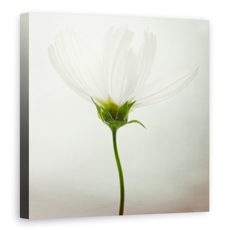 Tablou canvas - Cosmos Alb, Luminos, Floare, Natura Moarta, Punct, 60 x 60 cm