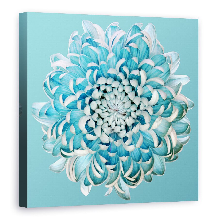 Tablou canvas - Crizantema Albastra, Floral, Tonifiat, 70 x 70 cm