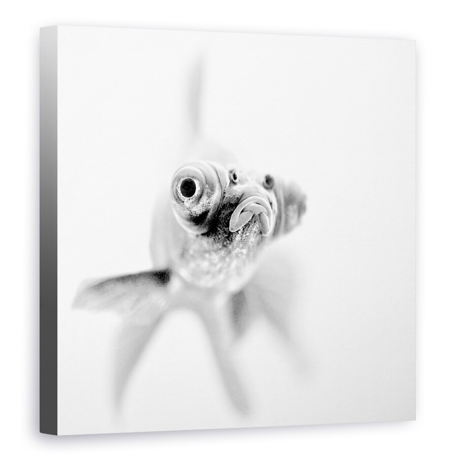 Tablou canvas - Gata Pentru Apropiere, Peste, Luminos, Alb, Alb-Negru, Pet, 80 x 80 cm