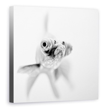 Tablou canvas - Gata Pentru Apropiere, Peste, Luminos, Alb, Alb-Negru, Pet, 80 x 80 cm Tablou canvas - Gata Pentru Apropiere, Peste, Luminos, Alb, Alb-Negru, Pet, 80 x 80 cm