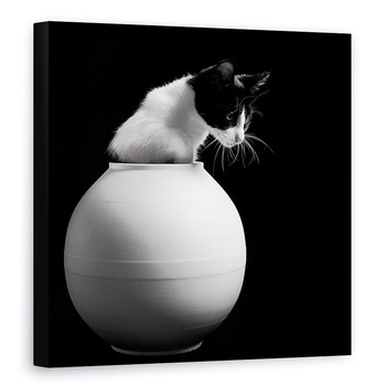 Tablou canvas - Chanel, Pisicuta, Vaza, Franta, Paris, 70 x 70 cm Tablou canvas - Chanel, Pisicuta, Vaza, Franta, Paris, 70 x 70 cm