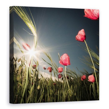 Tablou canvas - A Venit Vara, Floare, Maci, Rosu, Lunca, Soare, 80 x 80 cm Tablou canvas - A Venit Vara, Floare, Maci, Rosu, Lunca, Soare, 80 x 80 cm
