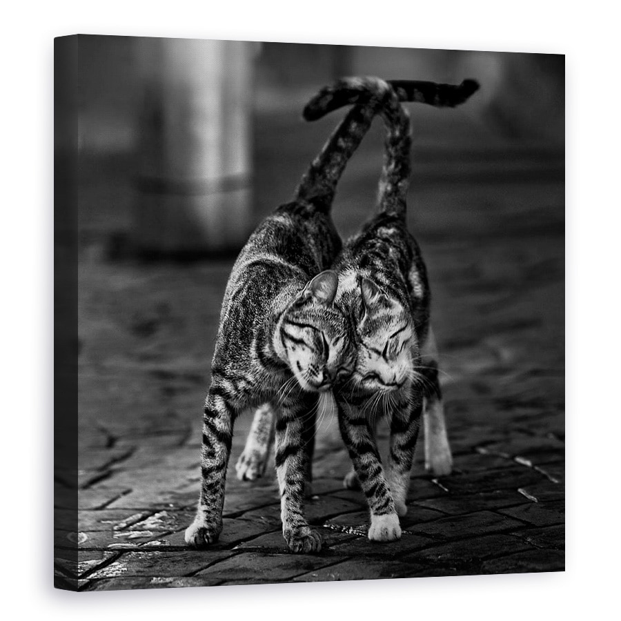 Tablou canvas - Alb-Negru, Pisici, Alb-Negru, Pet, Animale, 40 x 40 cm
