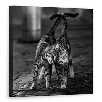 Tablou canvas - Alb-Negru, Pisici, Alb-Negru, Pet, Animale, 70 x 70 cm Tablou canvas - Alb-Negru, Pisici, Alb-Negru, Pet, Animale, 70 x 70 cm
