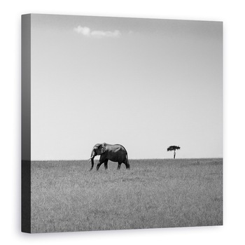 Tablou canvas - Elefantul Si Norul Prietenos, Salbatic, Natura, Animal, 70 x 70 cm Tablou canvas - Elefantul Si Norul Prietenos, Salbatic, Natura, Animal, 70 x 70 cm