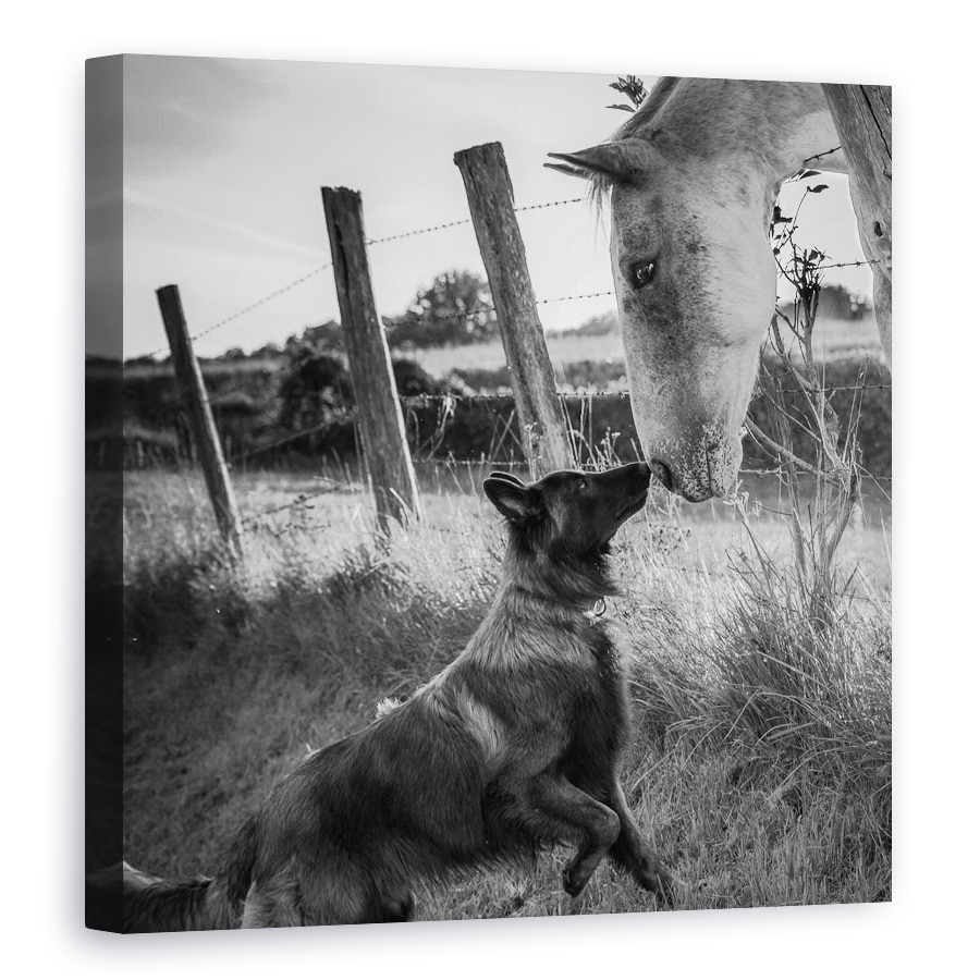 Tablou canvas - Sarutul Prietenului, Caine, Cal, Animale, Tervuren, 40 x 40 cm