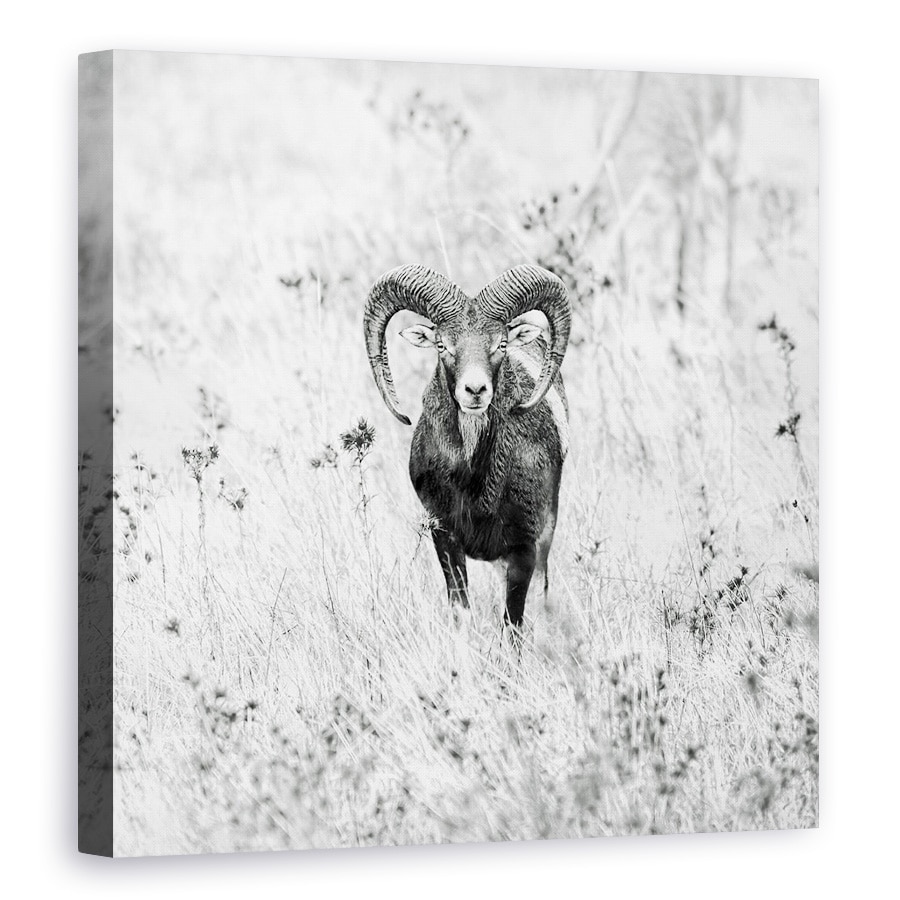 Tablou canvas - Natura, Muflon, Natura, Salbatic, Coarne, Spania, 40 x 40 cm