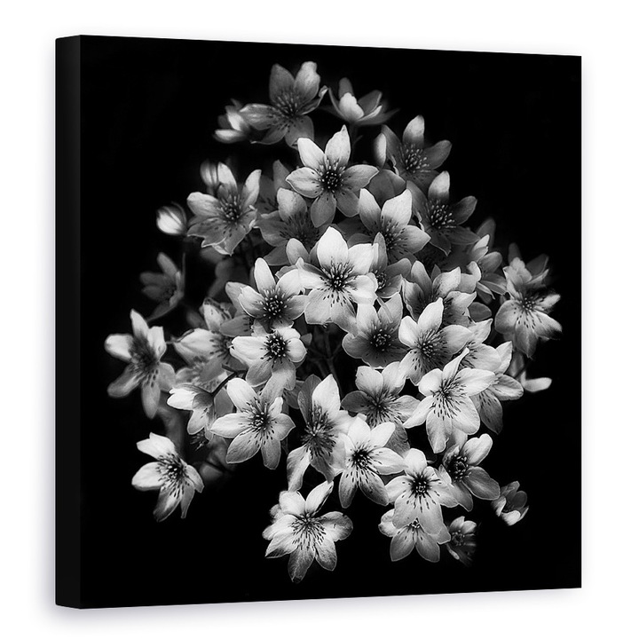Korai érzés, Clematis, Virágzás, Belgium, Brugge, Virágok - Vászonkép, 90 x 90 cm