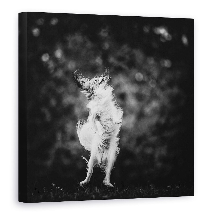 Tablou canvas - Bucurie, Alb-Negru, Caine, Sari, Zbor, Nebun, 80 x 80 cm