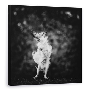 Tablou canvas - Bucurie, Alb-Negru, Caine, Sari, Zbor, Nebun, 70 x 70 cm Tablou canvas - Bucurie, Alb-Negru, Caine, Sari, Zbor, Nebun, 70 x 70 cm