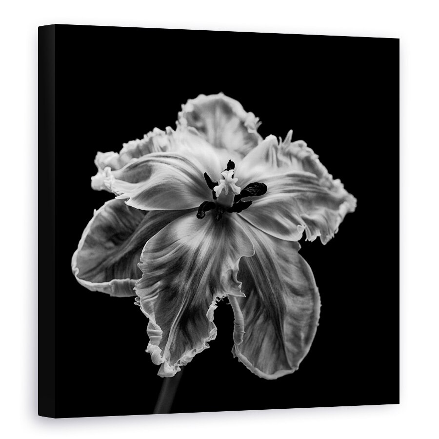 Tablou canvas - Papagalul Tulip, Floare, Lalea, Monocrom, Intuneric, Alb-Negru, 100 x 100 cm