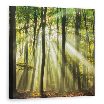 Tablou canvas - Sunny Incepe Ziua, Peisaj, Vara, Padure, Padure, Lumina, 60 x 60 cm Tablou canvas - Sunny Incepe Ziua, Peisaj, Vara, Padure, Padure, Lumina, 60 x 60 cm