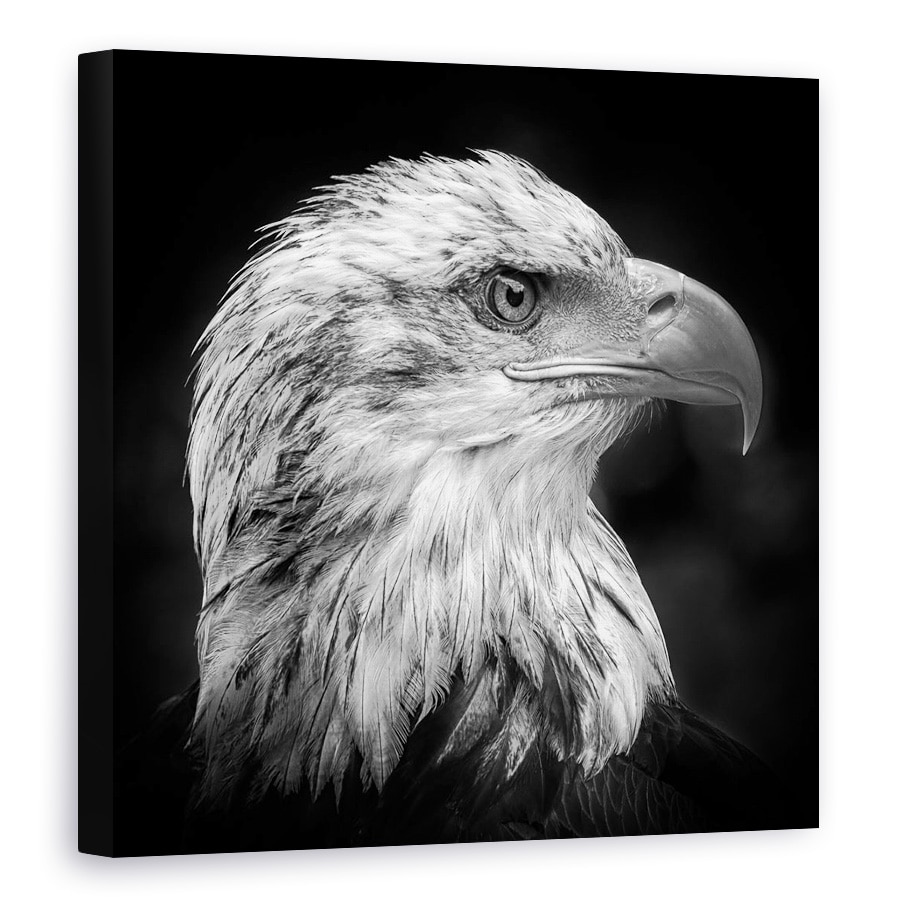 Tablou canvas - Maiestuos, Vultur, Animal, Pasare, Mandrie, 100 x 100 cm