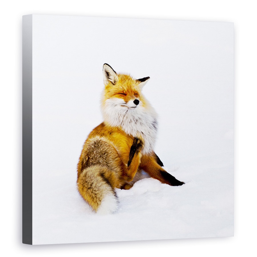 Tablou canvas - Winterfox, Vulpe, Animal, Animale, Suedia, Salbatic, 100 x 100 cm