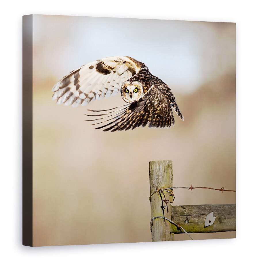 Tablou canvas - Te Vad, Salbatic, Natura, Animal, 70 x 70 cm