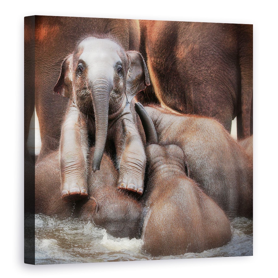 Tablou canvas - Victor Cel Mandru Sau Stralucirea Invingatorului, Animale, Elefant, Baie, Scaldat, 40 x 40 cm