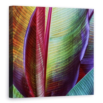 Tablou canvas - Piele De Banana, Frunza, Bananier, Model, Frunze, 70 x 70 cm Tablou canvas - Piele De Banana, Frunza, Bananier, Model, Frunze, 70 x 70 cm