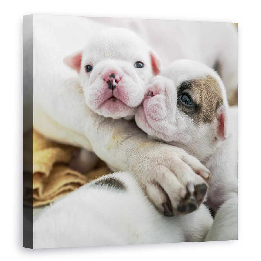 Tablou canvas - Frati, Catelus, Dragut, Tanar, Copil, 70 x 70 cm