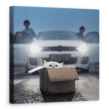 Tablou canvas - Pisica, Distractie, Amuzant, Cutie, 70 x 70 cm Tablou canvas - Pisica, Distractie, Amuzant, Cutie, 70 x 70 cm