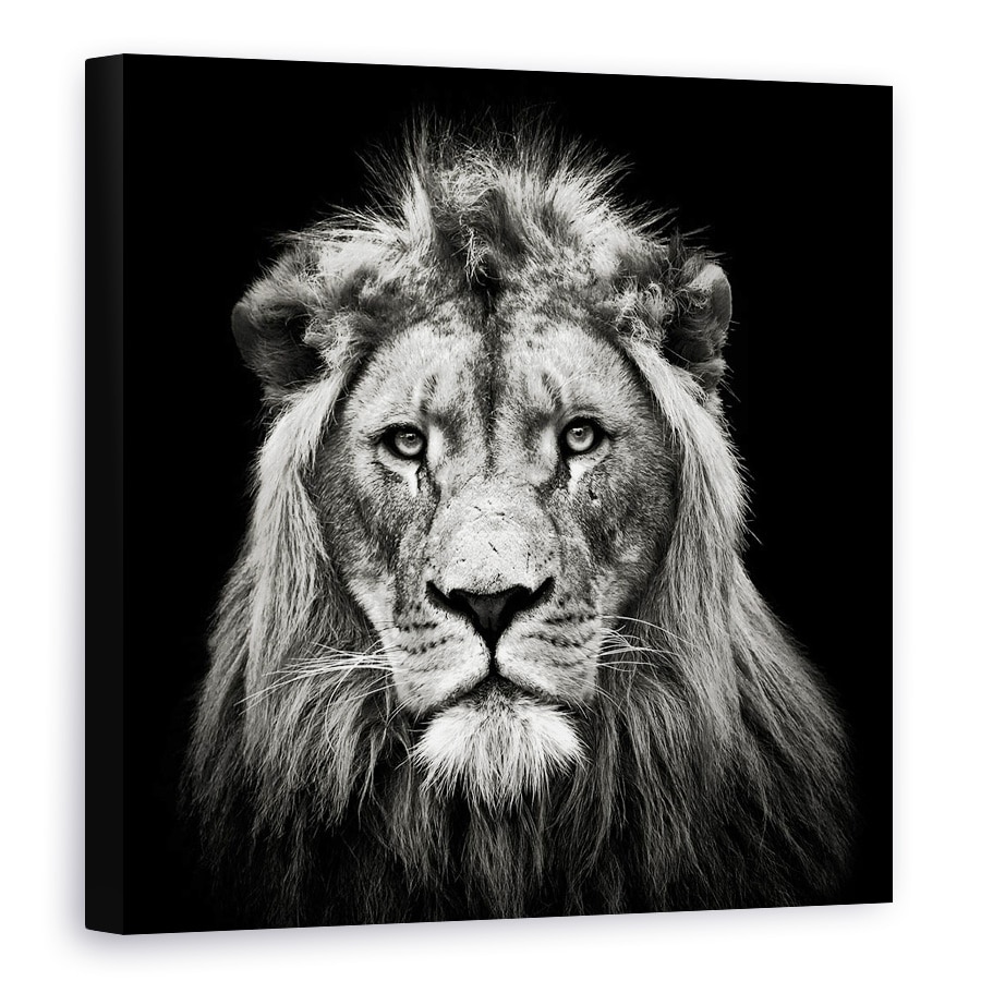 Tablou canvas - Leu Tanar, Rege, Animal, Intuneric, Alb-Negru, 60 x 60 cm