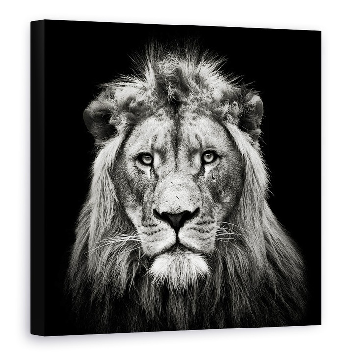 Tablou canvas - Leu Tanar, Rege, Animal, Intuneric, Alb-Negru, 40 x 40 cm