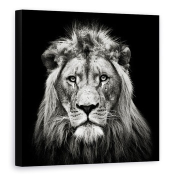 Tablou canvas - Leu Tanar, Rege, Animal, Intuneric, Alb-Negru, 70 x 70 cm Tablou canvas - Leu Tanar, Rege, Animal, Intuneric, Alb-Negru, 70 x 70 cm