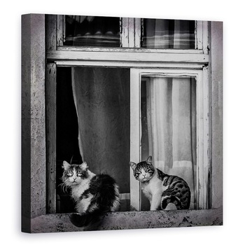 Tablou canvas - Pereche, Pisici, Pereche, Duo, Cuplu, 70 x 70 cm Tablou canvas - Pereche, Pisici, Pereche, Duo, Cuplu, 70 x 70 cm