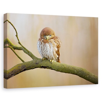 Tablou canvas - Bufnita Pitica, Dragut, Pasare, Salbatic, 20 x 30 cm Tablou canvas - Bufnita Pitica, Dragut, Pasare, Salbatic, 20 x 30 cm