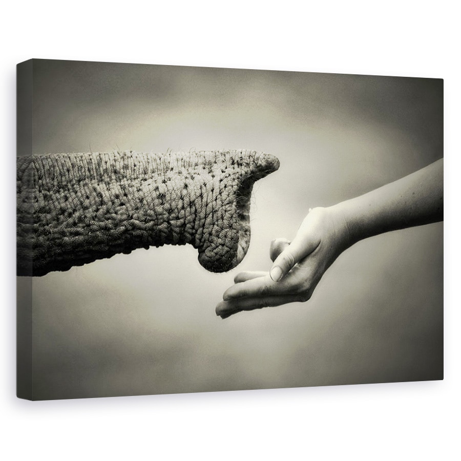 Tablou canvas - Ofera Si Primeste, Maini, Hranire, Elefant, Animal, 40 x 60 cm