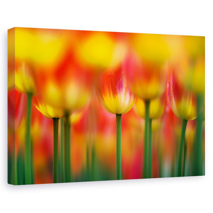 Tablou canvas - Alaturi, Lalele, Vara, Floare, 20 x 30 cm