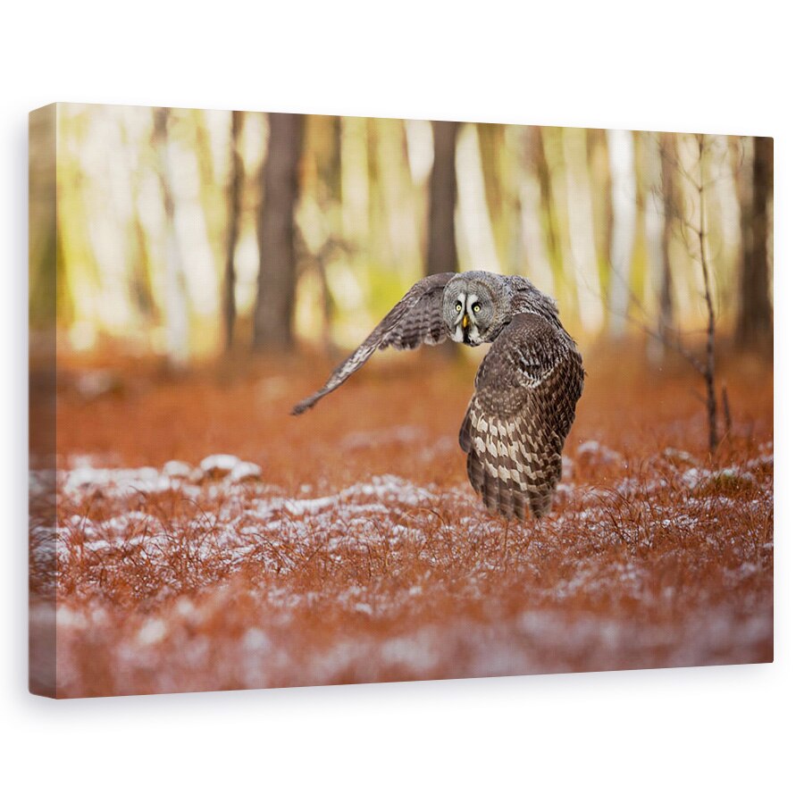 Tablou canvas - Bufnita Gri, Pasare, 40 x 60 cm