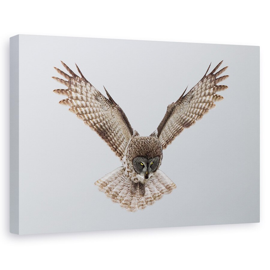 Tablou canvas - Bufnita Gri, Zbor, Aripi, Greva, Hit, 20 x 30 cm