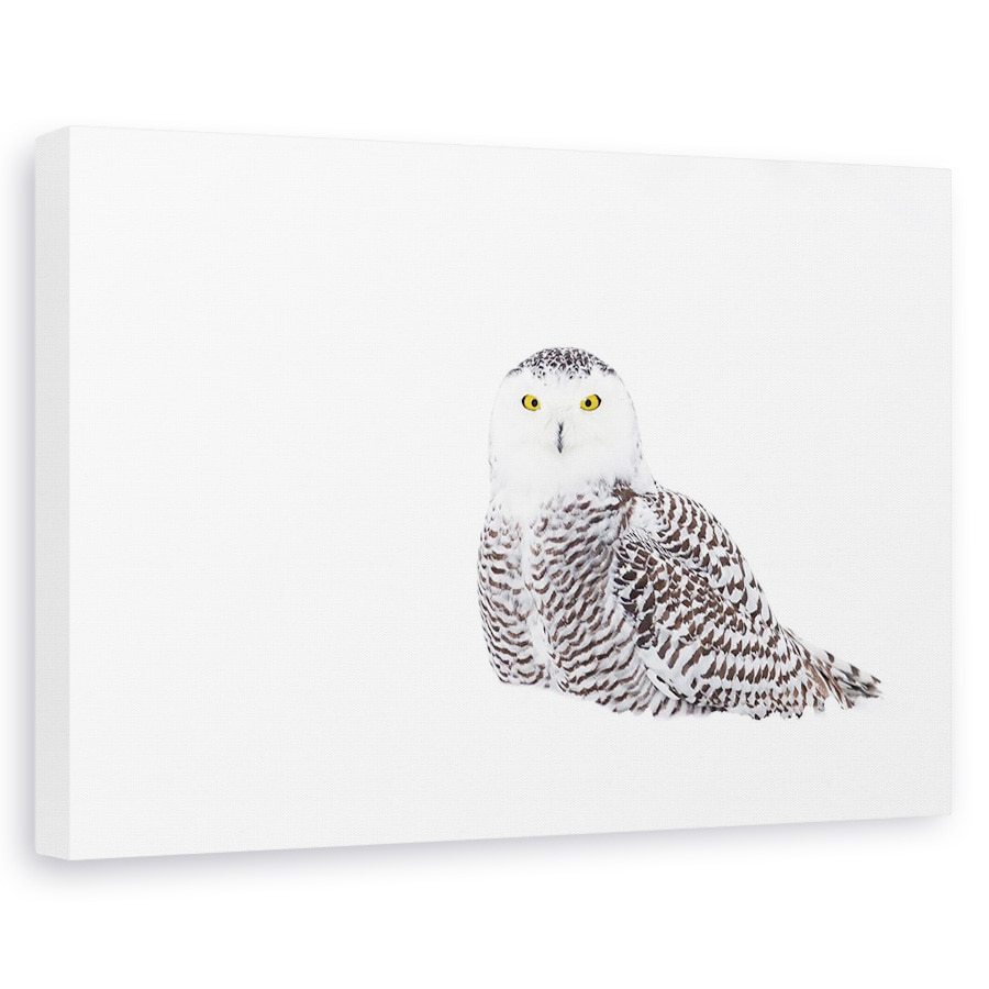 Tablou canvas - Bufnita De Zapada In Zapada, Iarna, Natura, Salbatic, 20 x 30 cm