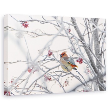 Tablou canvas - Ceruire, Iarna, Rece, Inghet, Bruma, 40 x 60 cm Tablou canvas - Ceruire, Iarna, Rece, Inghet, Bruma, 40 x 60 cm