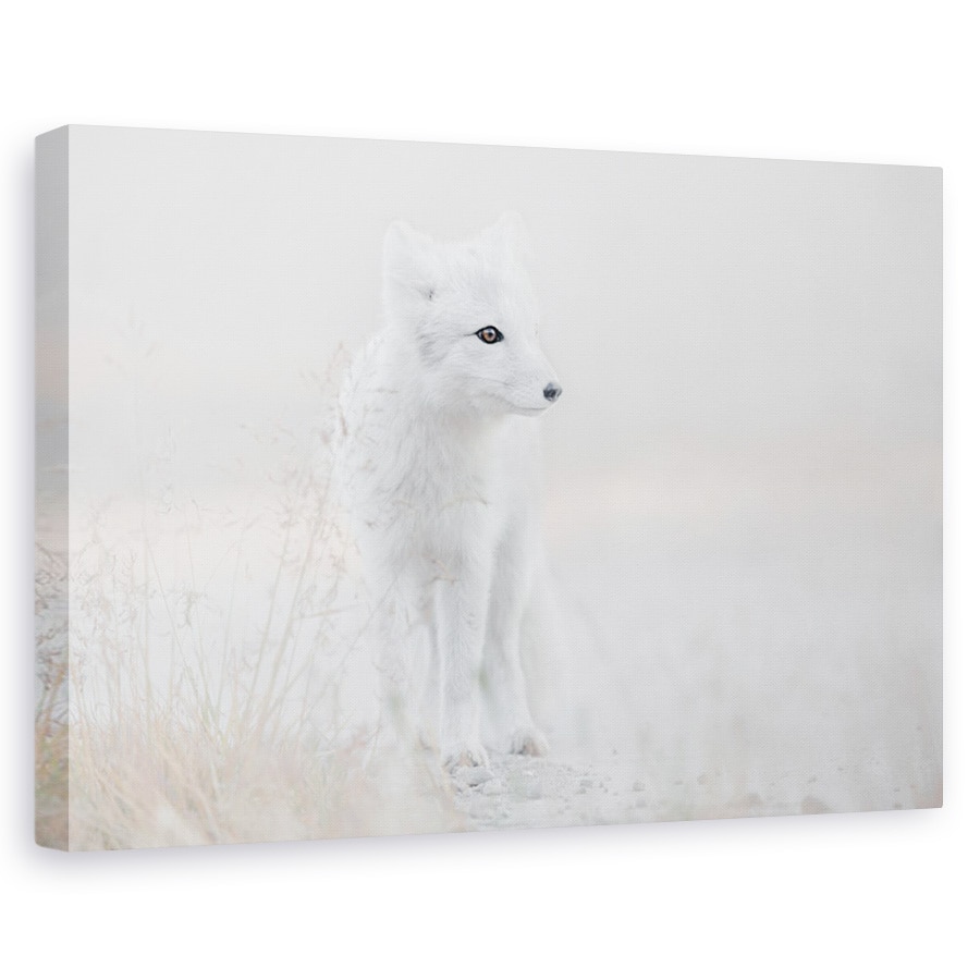 Tablou canvas - Privind In Jur, Animal, Vulpe, Dragut, Punct, 40 x 60 cm