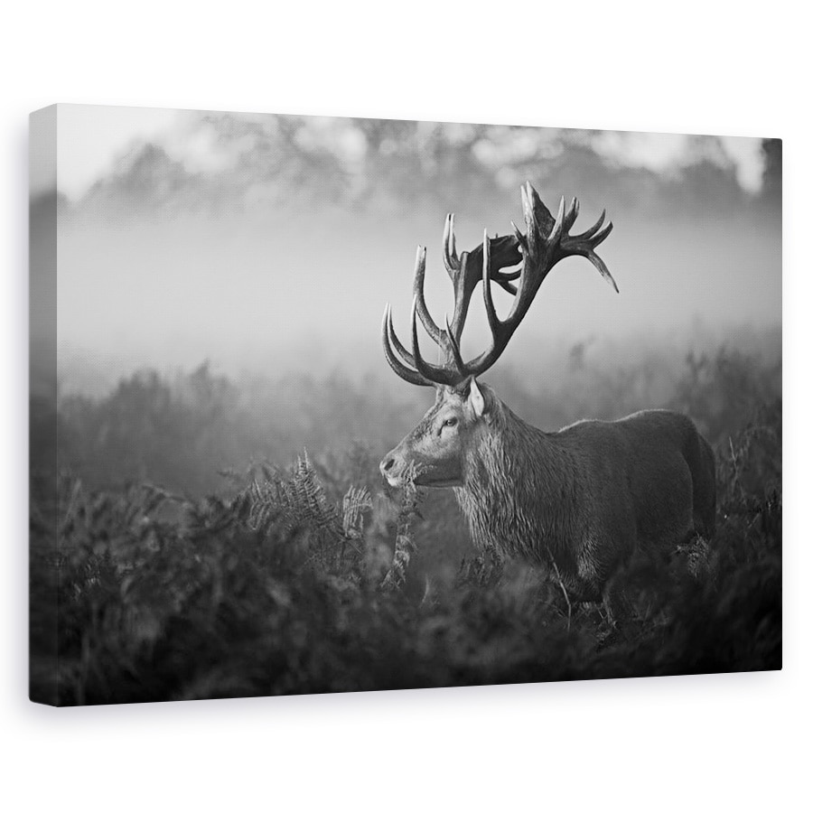 Tablou canvas - Dimineata Insorita, Caprioara, Elan, Coarne De Cerb, 20 x 30 cm