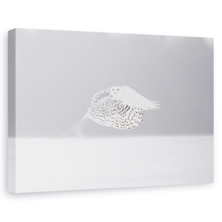 Tablou canvas - Decolarea, Zapada, Bufnita, Gheata, Furtuna, 20 x 30 cm