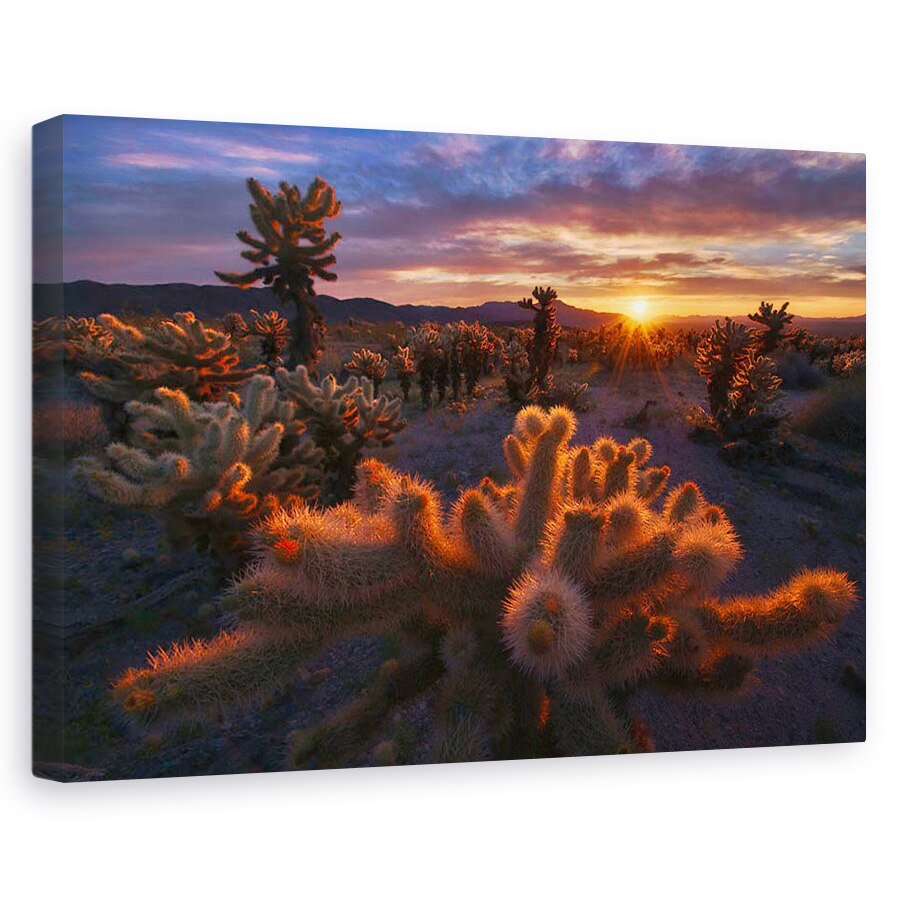 Tablou canvas - Gradina Cholla, Copac, Parc National, California, 40 x 60 cm